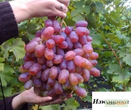 Фото 5. От производителя кустики винограда, сорта-новинки, Кишмишные сорта