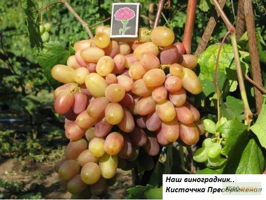 Фото 7. От производителя кустики винограда, сорта-новинки, Кишмишные сорта