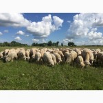 Продаем овец живым весом