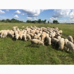 Продаем овец живым весом