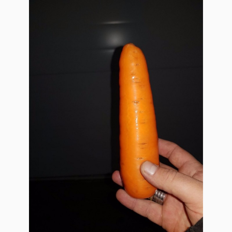 Фото 9. Морковь оптом