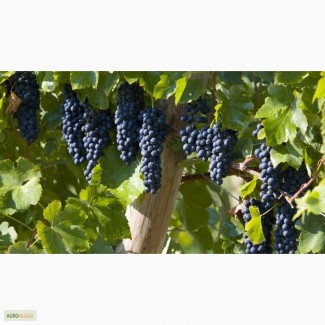Принимаем заявки на осень 2017г, на черенки зимостойкого винограда