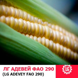 АДЭВЕЙ (ФАО 300) гибрид кукурузы ЛИМАГРЕЙН (Limagrain)