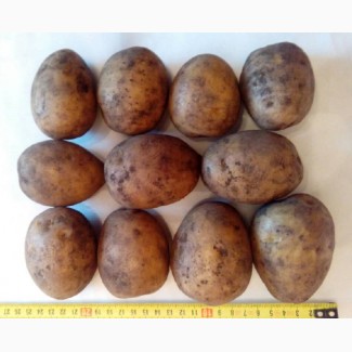Картофель оптом Гала 5+ от производителя РБ, цена 12.50 руб./кг