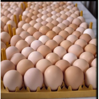 Оптовые поставки Яйца куриного лучшего качества