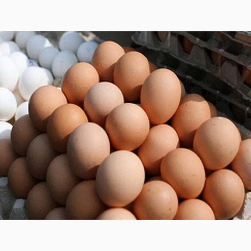 Фото 3. Оптовые поставки Яйца куриного лучшего качества