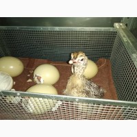 Яйцо инкубационное страусиное