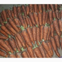 Морковь со склада хозяйства