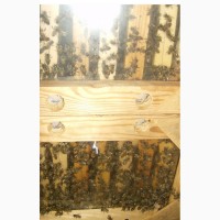 Продам пчелопакеты в Крыму апрель 2020 Карника
