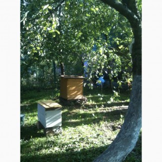 Продам пчел, мед и др.продукты пчеловодства