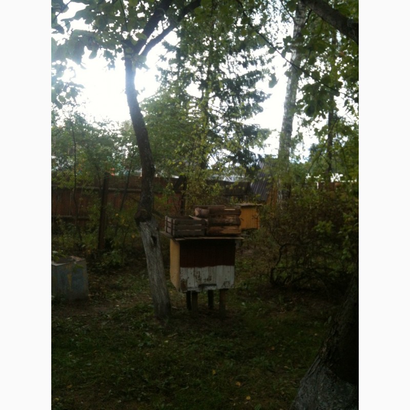 Фото 2. Продам пчел, мед и др.продукты пчеловодства