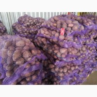 Картофель урожая 2019 года со склада КФХ