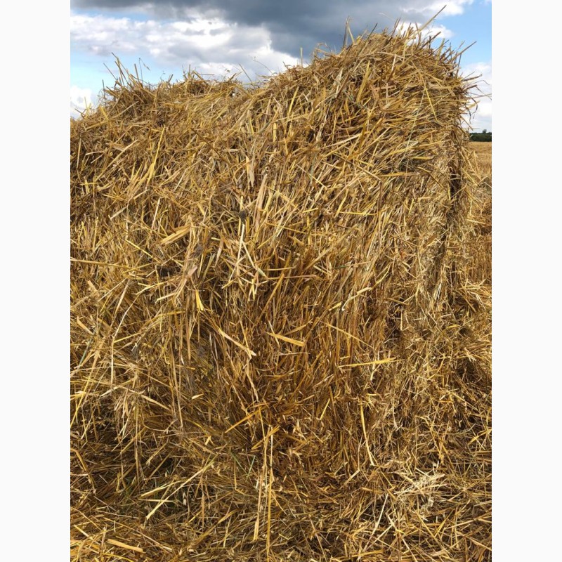 Фото 2. Солома овсяная, пшеничная напрямую из хозяйства