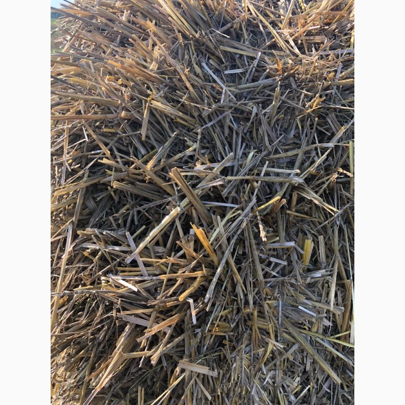 Фото 3. Солома овсяная, пшеничная напрямую из хозяйства