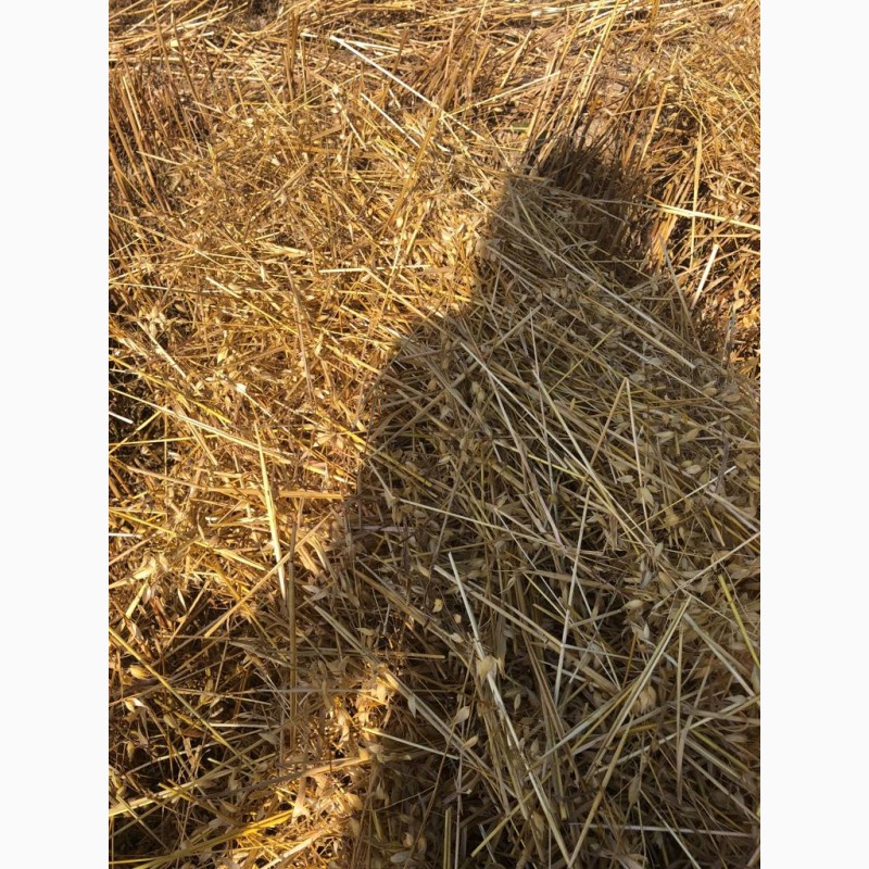 Фото 4. Солома овсяная, пшеничная напрямую из хозяйства