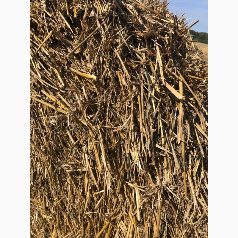 Фото 5. Солома овсяная, пшеничная напрямую из хозяйства