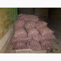 Продам картофель сорт Любава, фракция 50мм