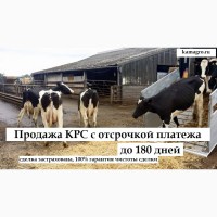 Продажа Крупного Рогатого Скота с ОТСРОЧКОЙ ПЛАТЕЖА по странам СНГ и дальнего зарубежья
