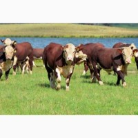 КРС, бычки, телки, коровы породы Герефорд