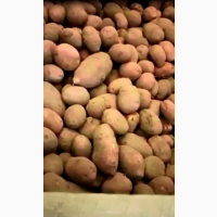Картофель Скарб в оптом от 20 тонн
