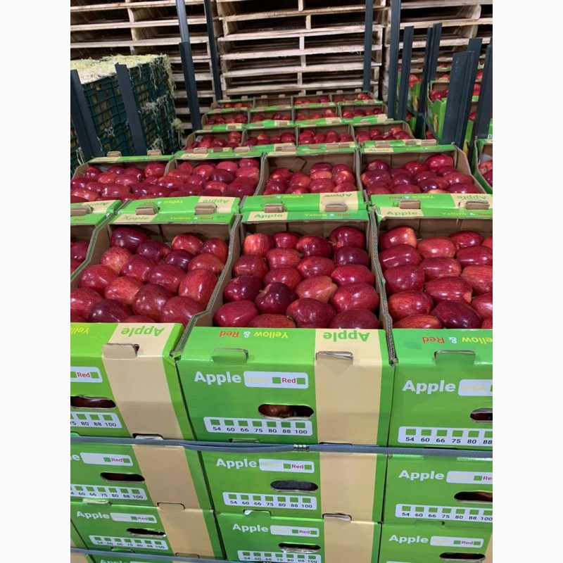 Фото 2. Яблоки красные. Сорт: Ливанский. Страна производитель: Иран