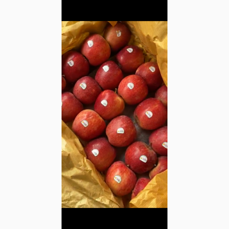 Фото 3. Яблоки красные. Сорт: Ливанский. Страна производитель: Иран