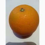 Апельсины из Египта и Марокко