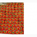 Продам помидоры Бакинские (Азербайджан, оригинал Зиря)