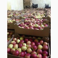 Яблоки Молдова 1 сорт оптом от производителя