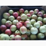 Яблоки Молдова 1 сорт оптом от производителя