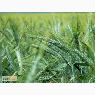 Семена яровых! кукуруза Краснодарская 194 и 291 от 40 руб