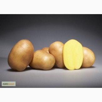 Продам семенной картофель разных сортов из Беларуси. Доставка по всей РФ