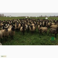 Племенные Романовские Бараны и Овцы