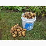 Картофель оптом от 20 тонн выращиваем и реализуем