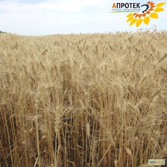Озимая пшеница урожая 2017 года
