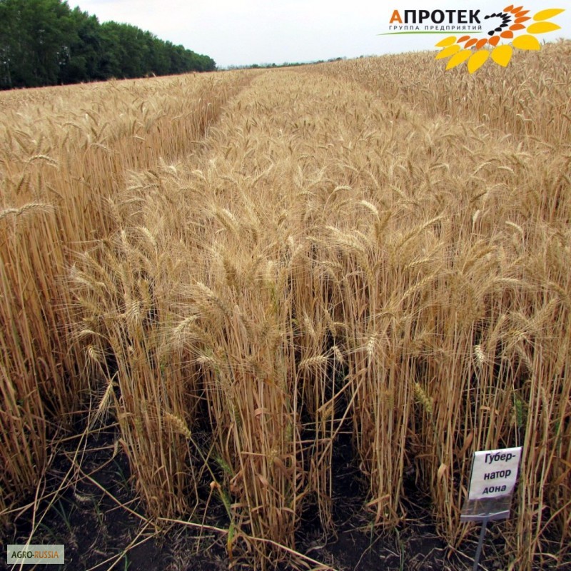 Фото 2. Озимая пшеница урожая 2017 года