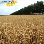Озимая пшеница урожая 2017 года