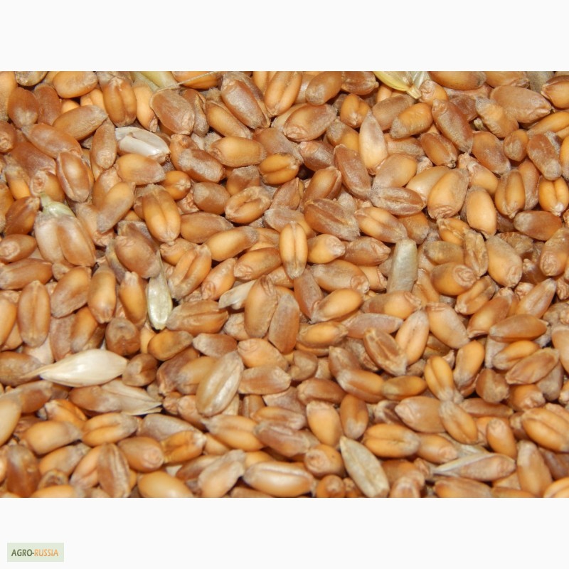 Продам пшеница натура 800 г /л,  пшеница натура 800 г /л .