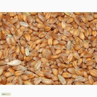 Пшеница натура 800 г /л