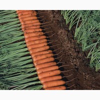 Морковь продам с поля цена договорная КРЫМ 2017