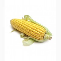 Семена кукурузы РОСС-199 (кукуруза)