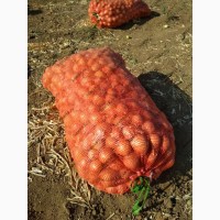 Мелкий репчатый лук от производителя, урожай 2018 Волгоград