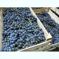 Виноград Мерседес оптом по цене от производителя