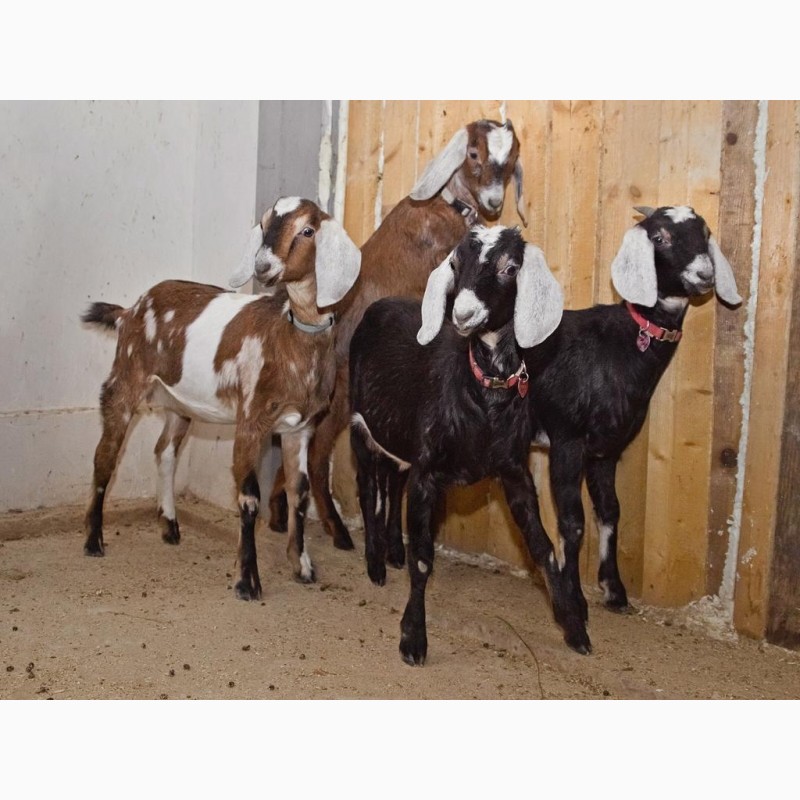 Фото 4. Продажа англо-нубийских коз