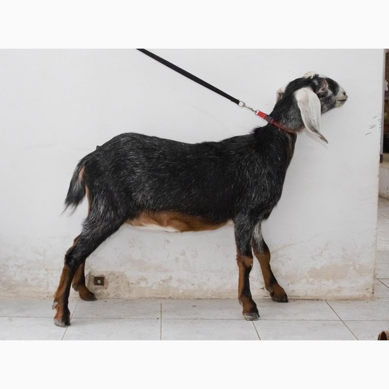 Фото 5. Продажа англо-нубийских коз