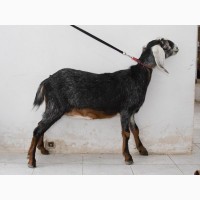 Продажа англо-нубийских коз