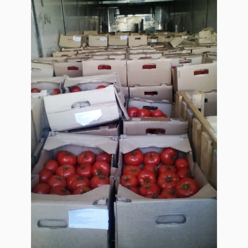 Фото 2. Продам помидоры