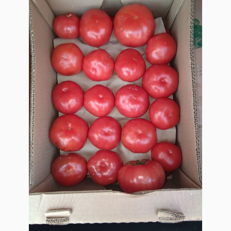 Фото 3. Продам помидоры
