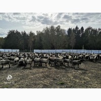 Племенные чистопородные овцы романовской породы