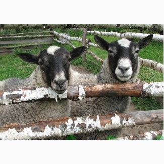 Продам овец-маток